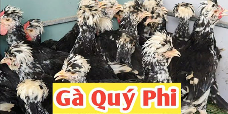 Gà Quý Phi được xem là gà quý trên thị trường