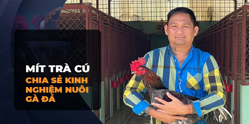 Sư kê Trà Vinh đã chia sẻ những bí quyết và kinh nghiệm nuôi gà đá hiệu quả