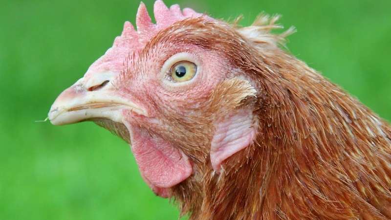 Các biểu hiện của gà khi nhiễm bệnh sốt rét 