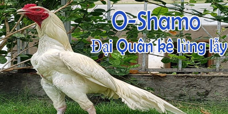 Có thể nhận biết gà Shamo qua vẻ bề ngoài