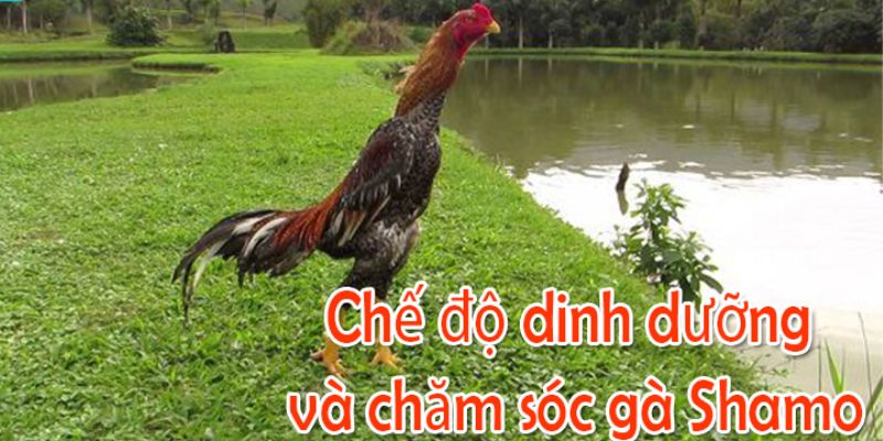 Chế độ dinh dưỡng và cách nuôi gà Shamo