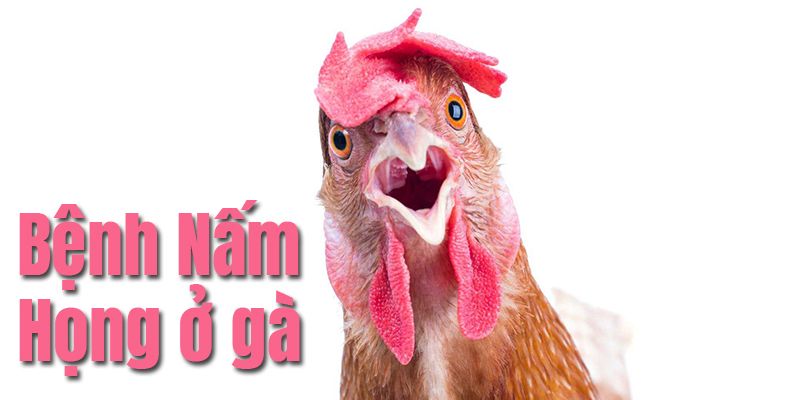 Các triệu chứng để nhận biết gà bị nấm họng