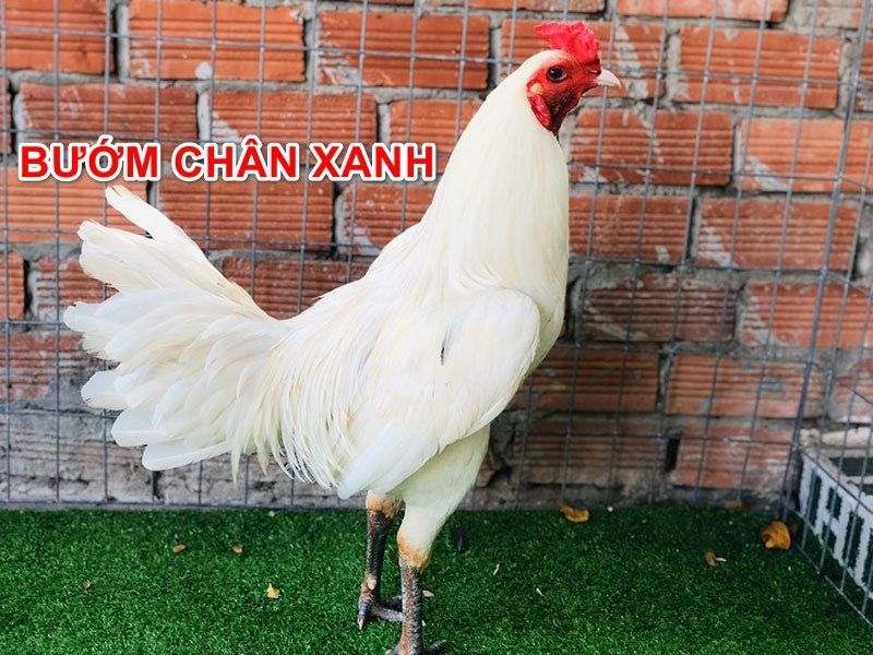 Gà chiến bướm chân xanh 