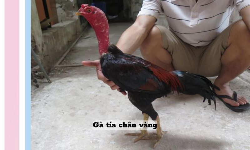 Tía chân vàng được đánh giá cao về kỹ thuật