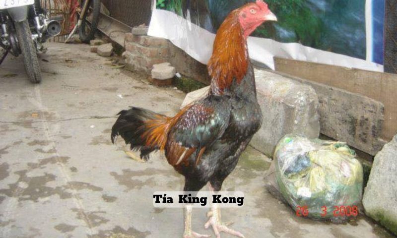 Tía King Kong nổi danh những năm 2003-2006