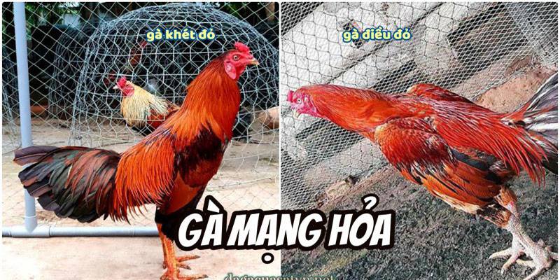 Gà mạng hỏa thể hiện sự can đảm, nhiệt huyết và sức mạnh