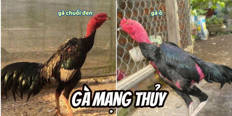 Gà mạng Thủy gồm có gà chuối đen và gà ô