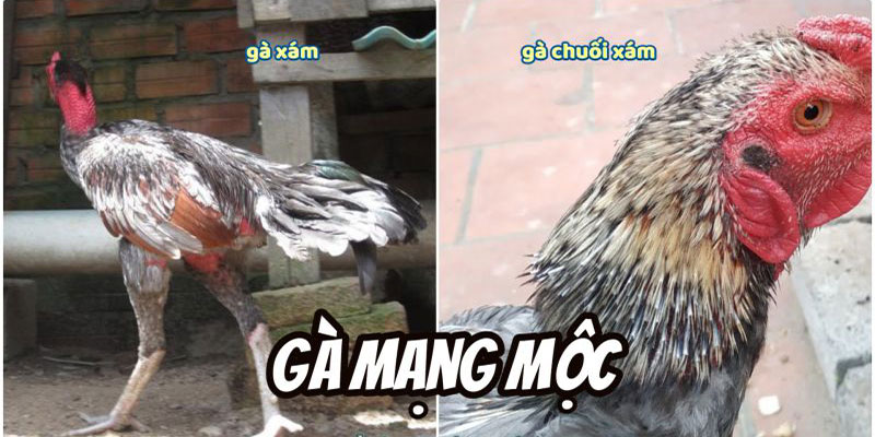 Gà mạng mộc nên tránh đối thủ mệnh thổ