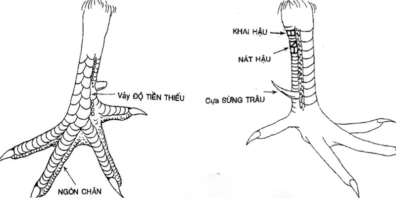 Các dáng vảy xấu nên tránh