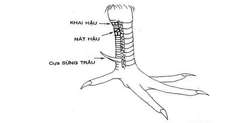 Vảy kém hậu và thất hậu khiến gà không thể tạo ra những đòn tấn công mạnh mẽ