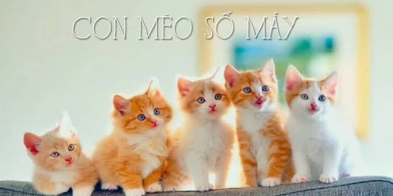 Giấc mộng thấy mèo con mang đến rất nhiều điềm báo thú vị