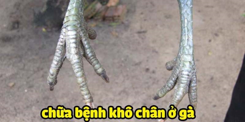 Bệnh xảy ra ở cả gà con và gà trưởng thành