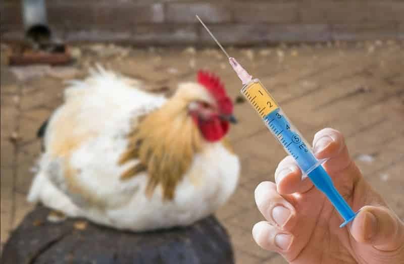 Tiêm vacxin khi gà còn nhỏ là cách tốt nhất để phòng bệnh Marek ở gà 