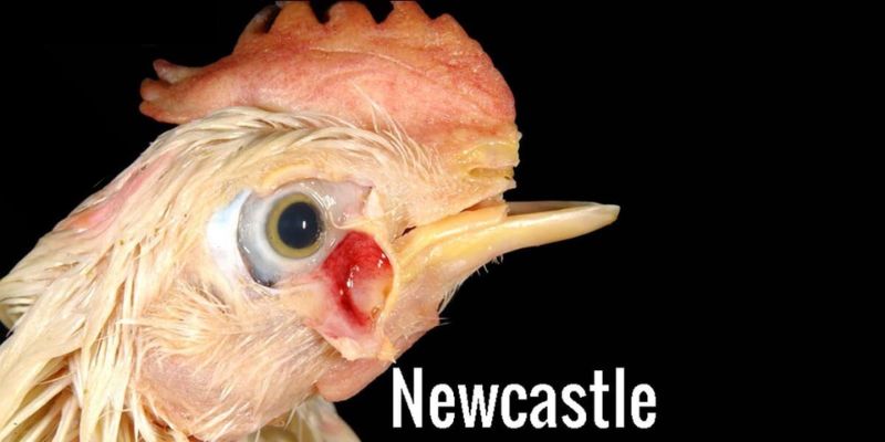 Bệnh Newcastle trên gà do Virus Newcastle gây nên