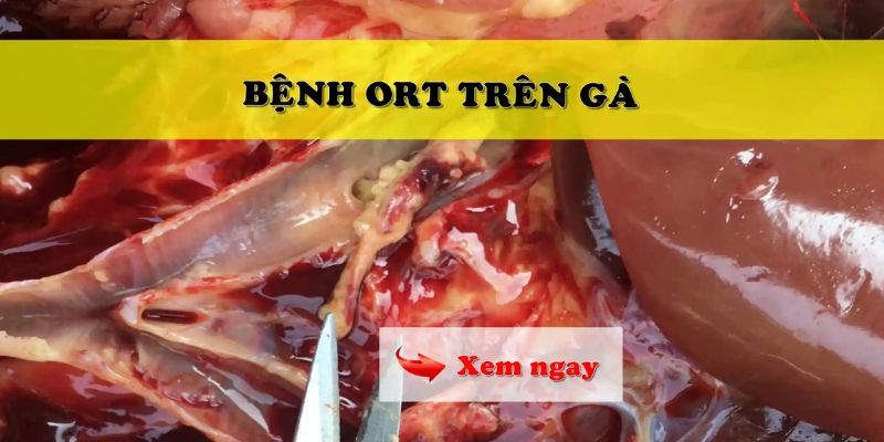 Khi giải phẫu gà bệnh sẽ thấy mủ bám vào khí quản