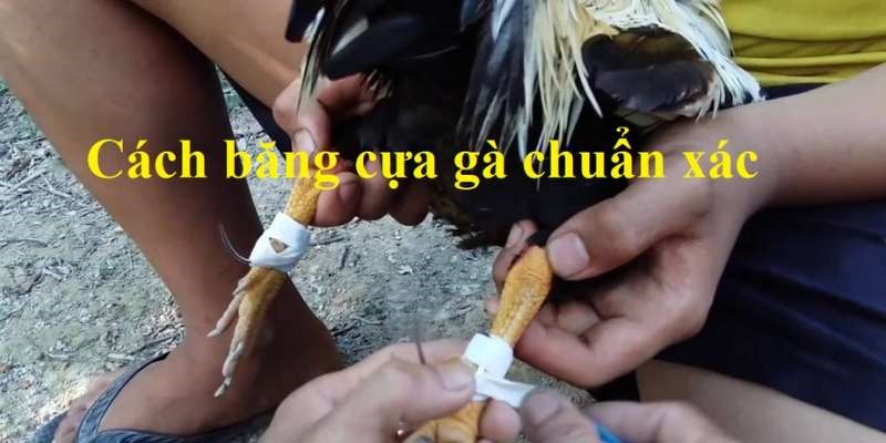 Băng cựa giúp gà mạnh mẽ hơn