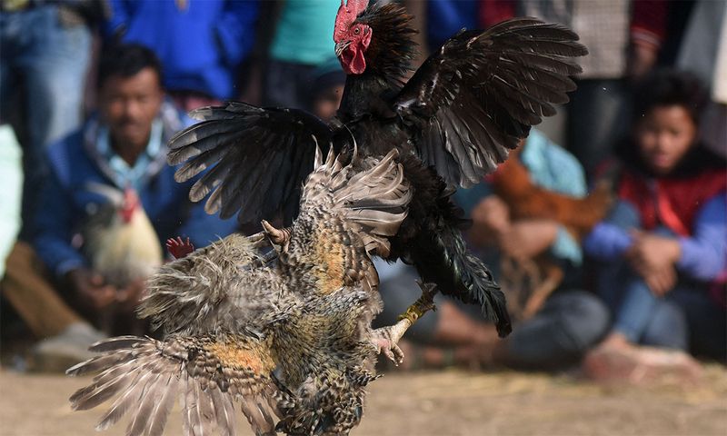 Gà đá cần nguồn thức ăn giàu dinh dưỡng 