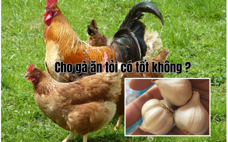 Cho gà ăn tỏi có tốt không ? 