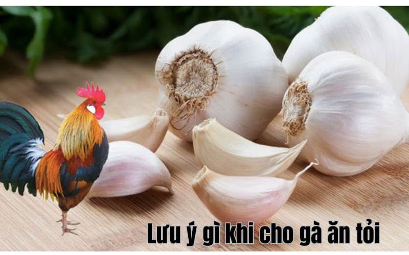 Lưu ý gì khi cho gà ăn tỏi