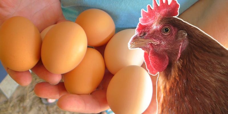 Gà đỏ trứng gà chứa hàm lượng dinh dưỡng rất cao