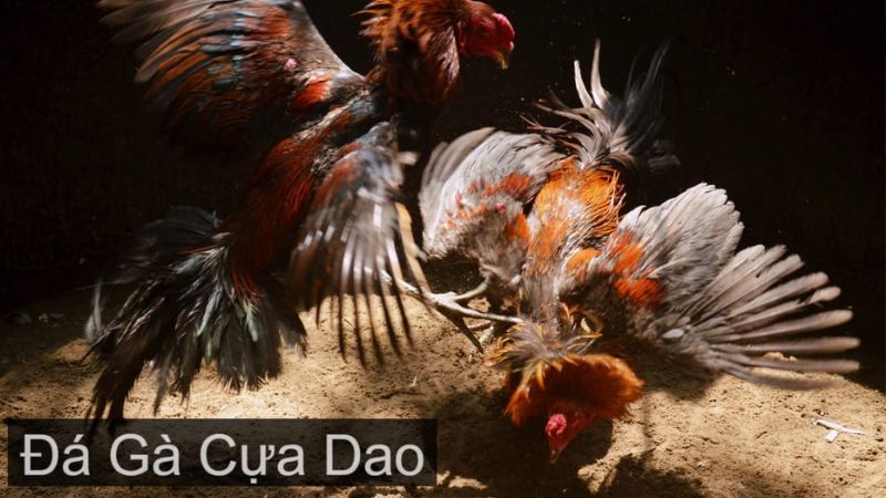 Đá gà cựa dao cực hấp dẫn