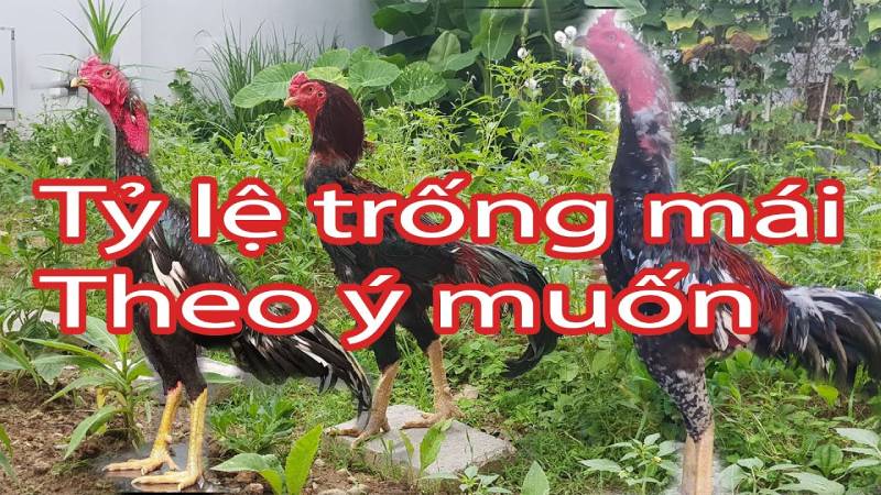 Phương pháp lai tạo 4 dòng