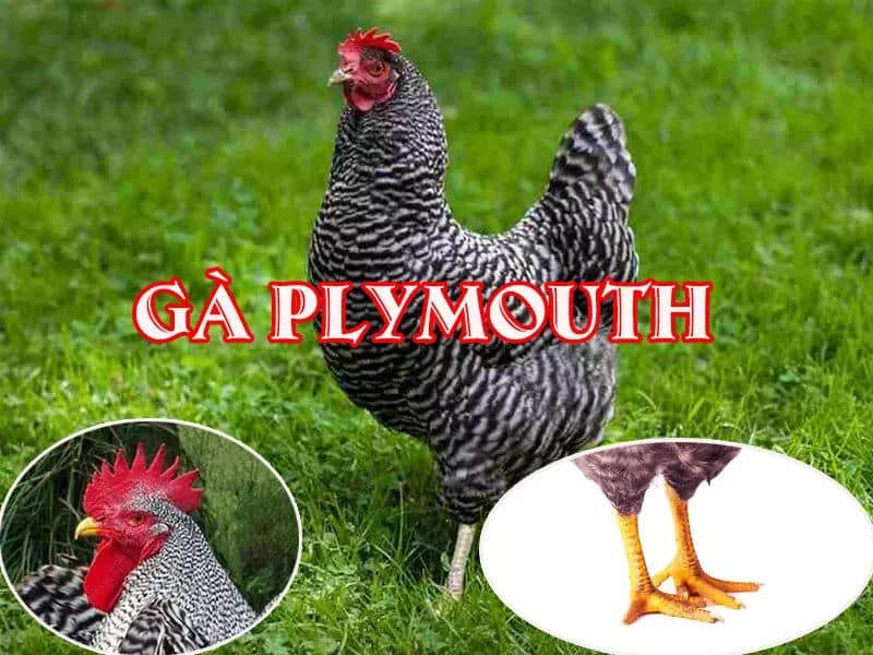 Plymouuth là giống gà sở hữu bộ lông đặc sắc