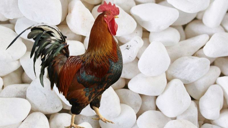 Sỏi là thực phẩm hỗ trợ hệ tiêu hóa cho gà