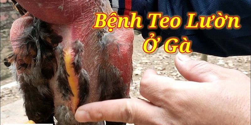 Gà ốm teo lườn sẽ làm sức khỏe chiến kê giảm sút nghiêm trọng