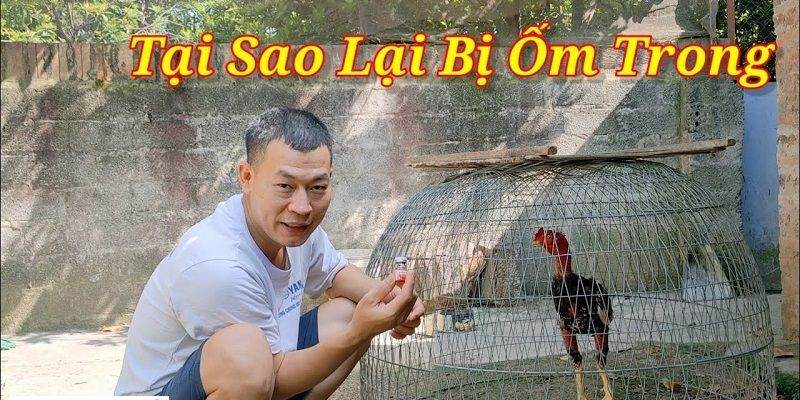 Gà bị ốm teo lườn do bị nội thương khi tham gia thi đấu