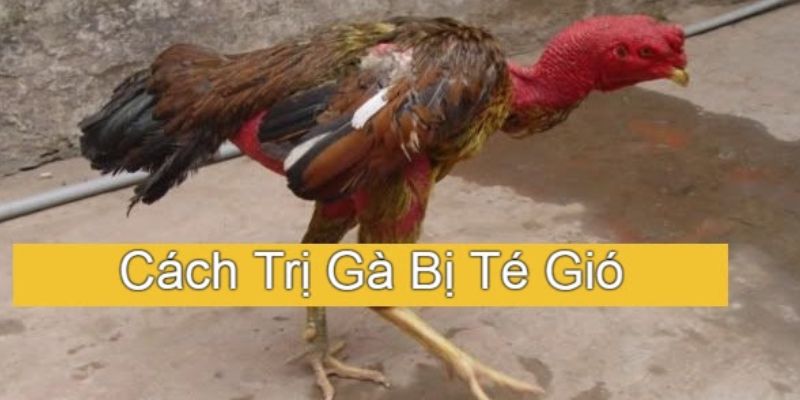 Điều trị té gió ở gà theo tháng tuổi hoặc theo phương pháp dân gian