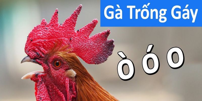 Tiếng “o o” cuối cùng thường bị giật thì đây chính là thần gà