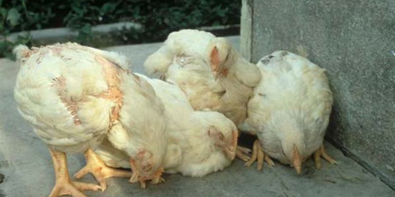 Tình trạng ủ rũ xệ cánh thường hay gặp ở gà con
