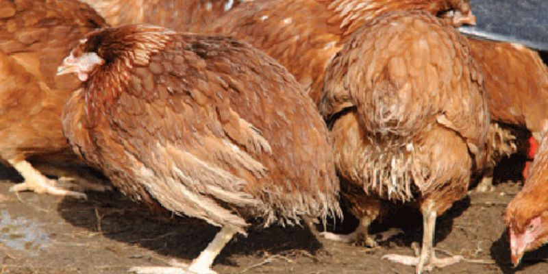 Bệnh Newcastle là nguyên nhân chính dẫn tới gà ủ rũ xù lông