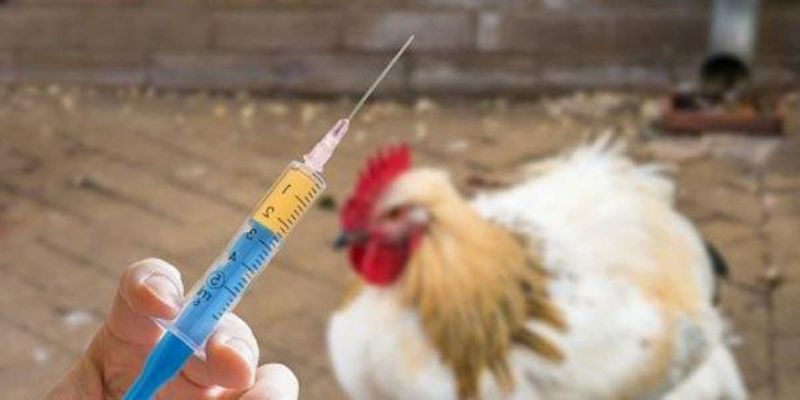 Tiêm vacxin phòng ngừa bệnh cho gà con