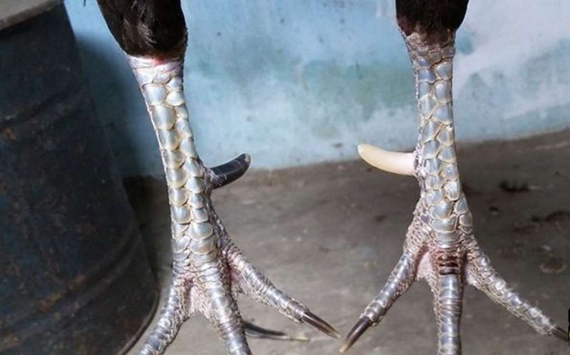 Đôi chân của gà Nhật Nguyệt đặc trưng có một cựa màu đen và trắng