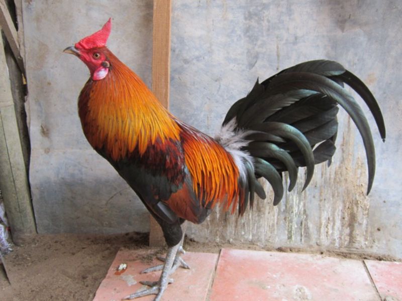 gà Nhật Nguyệt được đánh giá cao trong lĩnh vực đá gà từ lâu