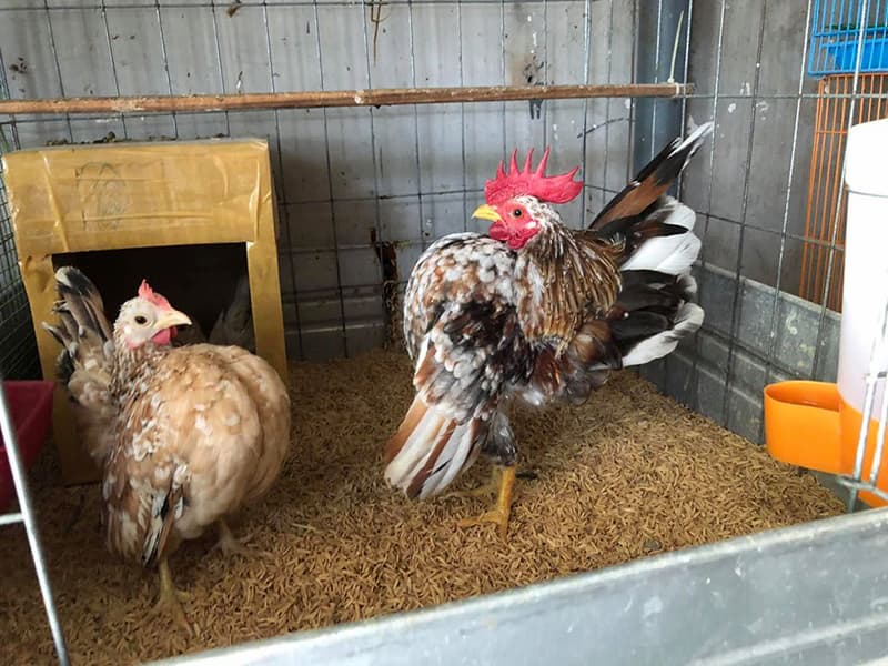 Chuồng nuôi cần xây dựng cẩn thận đảm bảo đủ an toàn và thoải mái cho gà