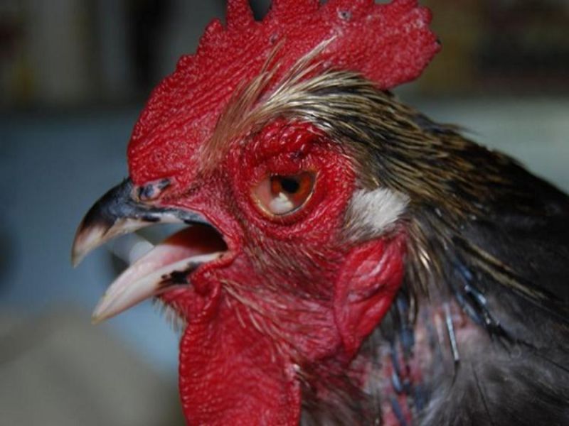 Hiện tượng gà bị kéo màng trắng ở mắt là gì?