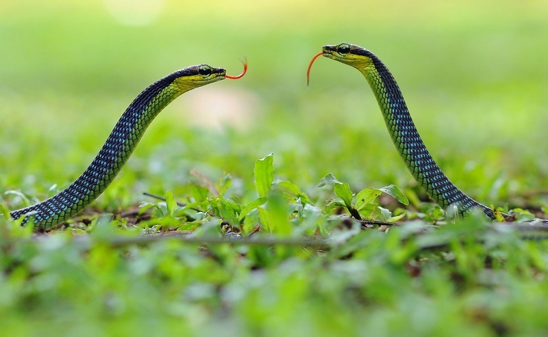 Tuỳ vào từng huống mà chiêm bao thấy 2 con rắn mang đến điềm lành hoặc dữ 