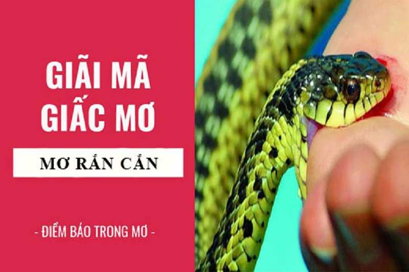 Giải mã giấc mơ bị rắn cắn và điềm báo tương lai