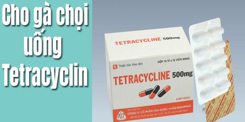 Thuốc Tetracyclin giúp gà chống lại nhiều bệnh liên quan đến hệ hô hấp