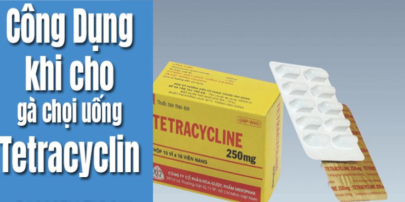 Thuốc Tetracyclin dùng cho gà bị nhiễm khuẩn