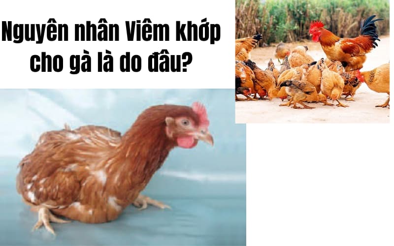 Nguyên nhân viêm khớp cho gà là do đâu ? 