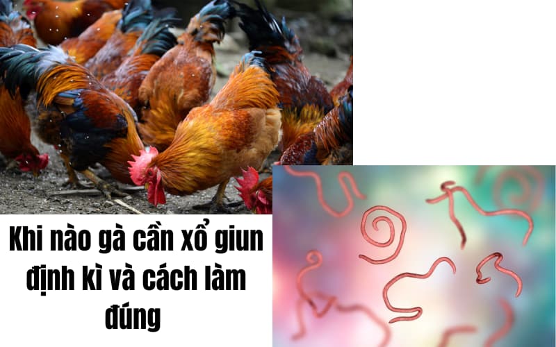 Khi nào gà cần xổ giun định kỳ và cách làm đúng