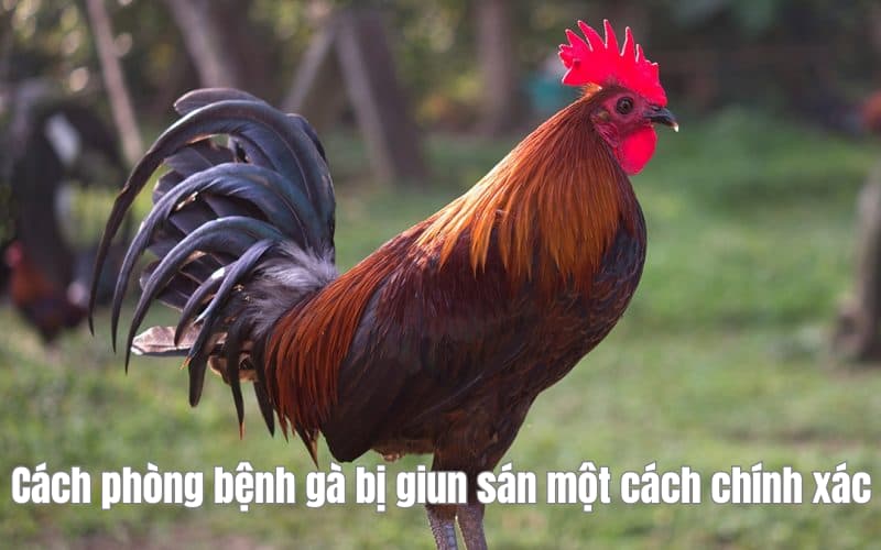 Cách phòng bệnh gà bị giun sán một cách chính xác