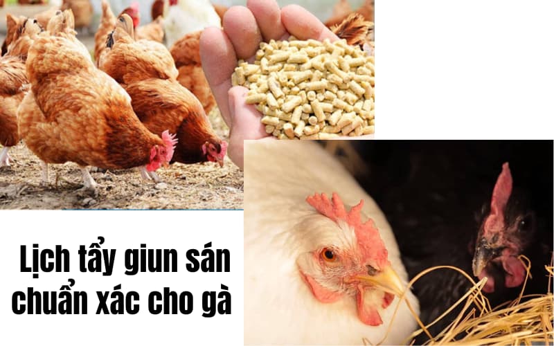 Lịch tẩy giun sán định kỳ cho gà hợp lý nhất 