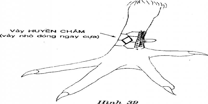 Vảy gà huyền trâm ở ngang cựa