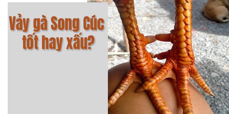 Tay chơi lâu năm không đánh giá cao gà vảy rồng