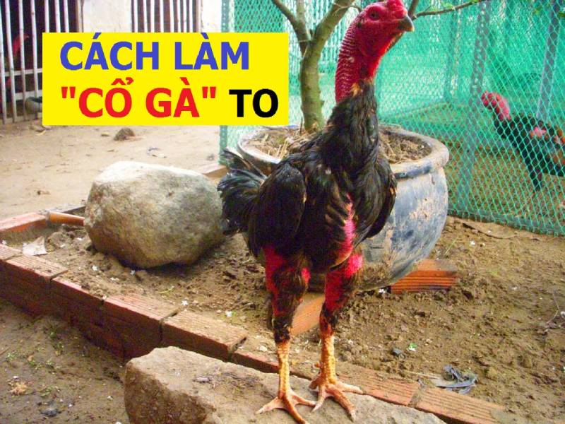 Cách làm cổ gà to đẹp